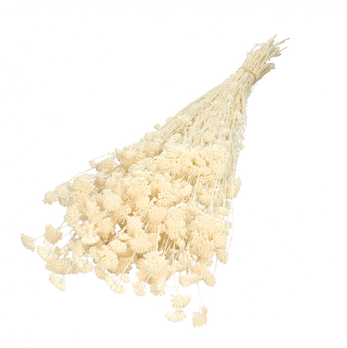 <h4>Dried flowers Achillea Silvestre 60cm 100g</h4>