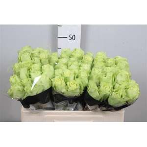 R Gr Green Generatio