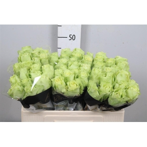 R Gr Green Generatio