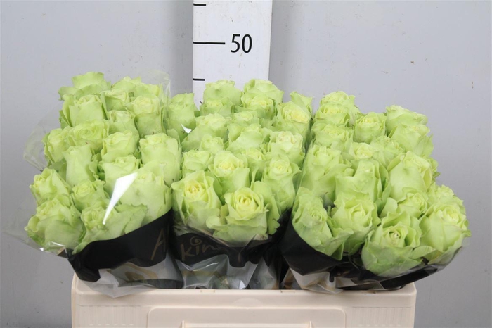 <h4>R Gr Green Generatio</h4>