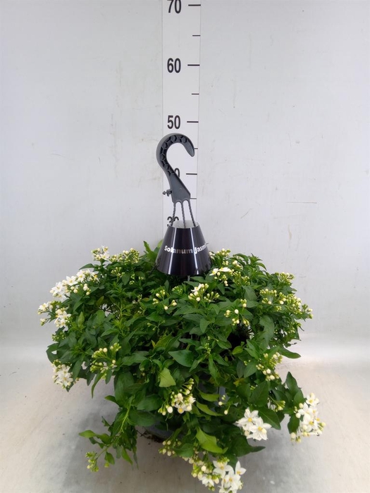 <h4>Solanum jasminoides</h4>