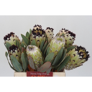 PROTEA M SNOW QUEEN