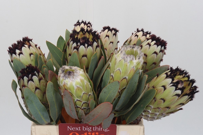 <h4>PROTEA M SNOW QUEEN</h4>