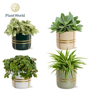 Gemengde tray 12cm in lauri pot