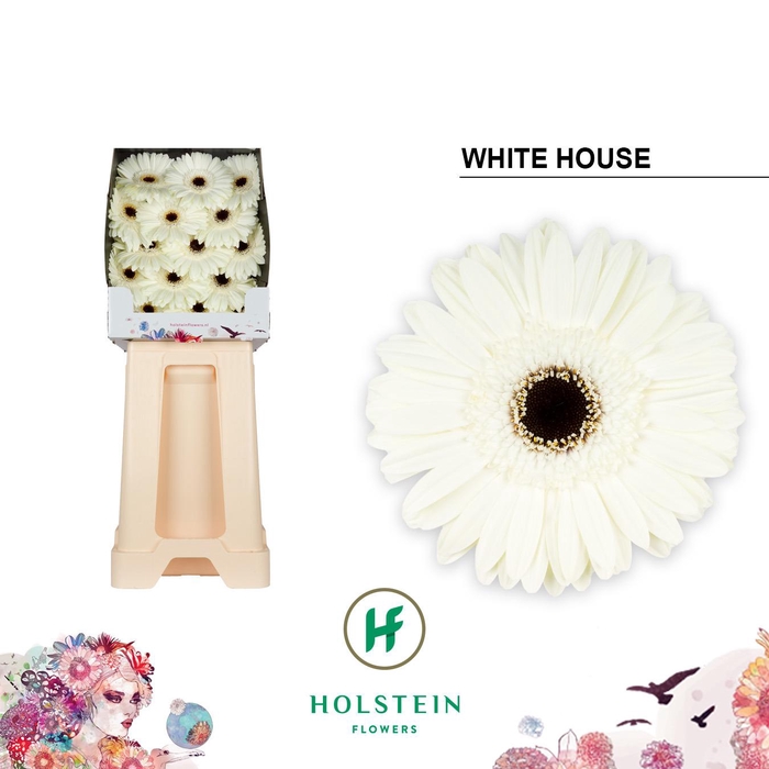 <h4>Gerbera White House Diamond</h4>