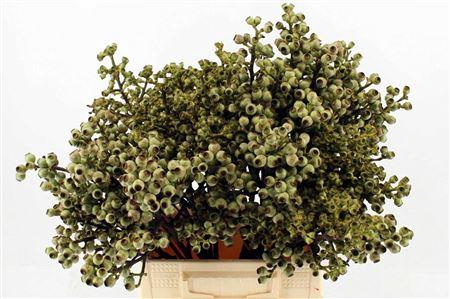 <h4>EUCA TORRILIANA 40 CM PER BUNCH 5 ST*</h4>