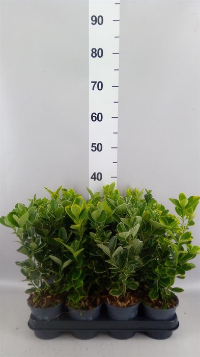 <h4>Euonymus japon.   ...mix</h4>