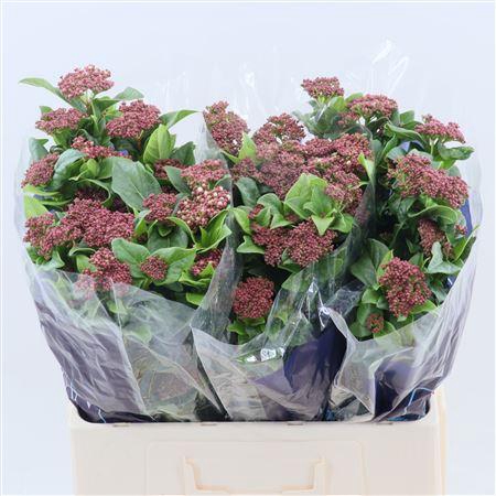 <h4>Viburnum tinus per stuk 'Macrophyllum'</h4>