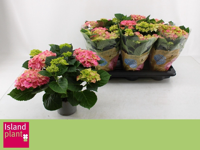 <h4>HYDR M EARLY ROSA</h4>