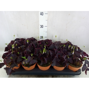 Oxalis trian.