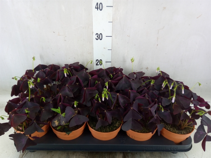 <h4>Oxalis trian.</h4>