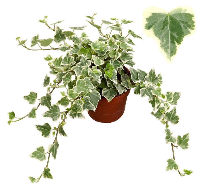 <h4>HED HE WHITE WONDER</h4>