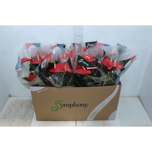 ANTHURIUM QUERIDA P15
