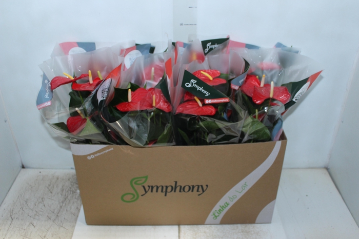 <h4>ANTHURIUM QUERIDA P15</h4>