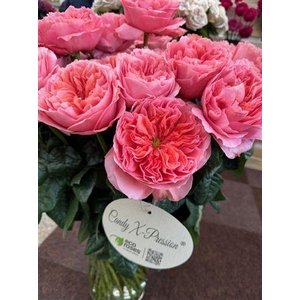 R Gr Candy Xpression