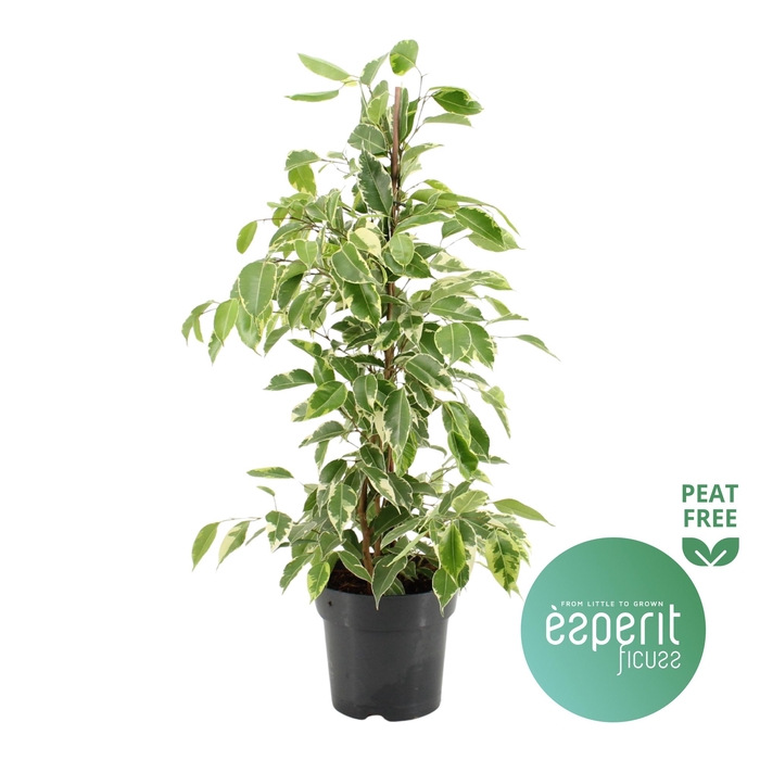 <h4>Ficus benjamina Golden King</h4>