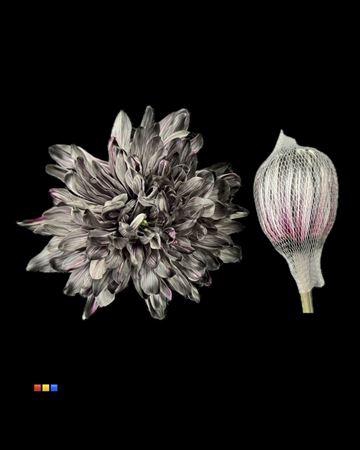 <h4>Chr G Antonov Roulette</h4>