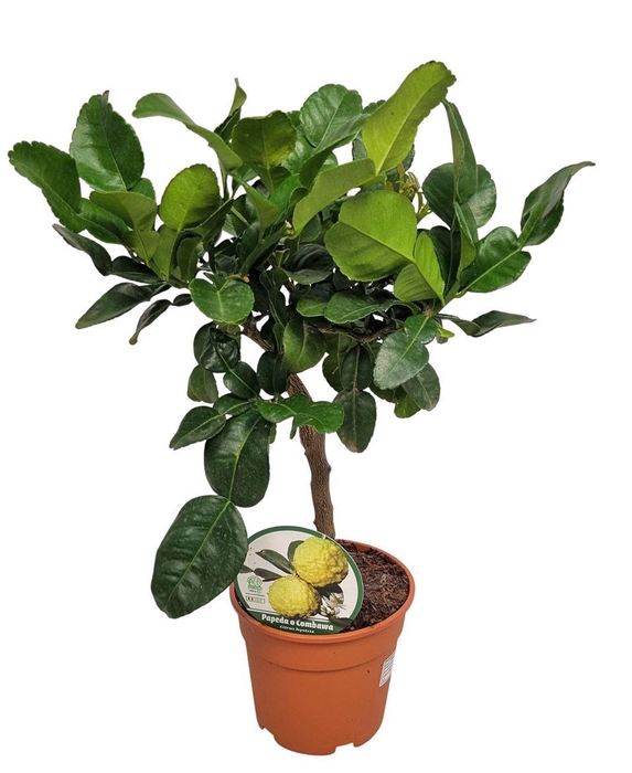 <h4>Citrus Hystrix Stem</h4>
