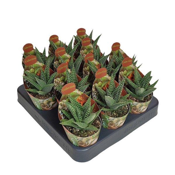 <h4>HAWO LIMIFOLIA</h4>