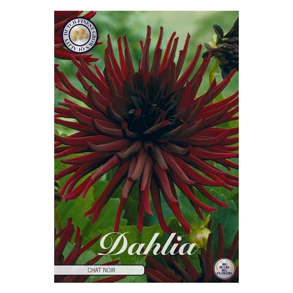 <h4>Dahlia Chat Noir x1</h4>