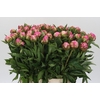 Paeonia Dr Alexander Fleming