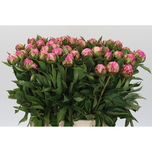 Paeonia Dr A Fleming