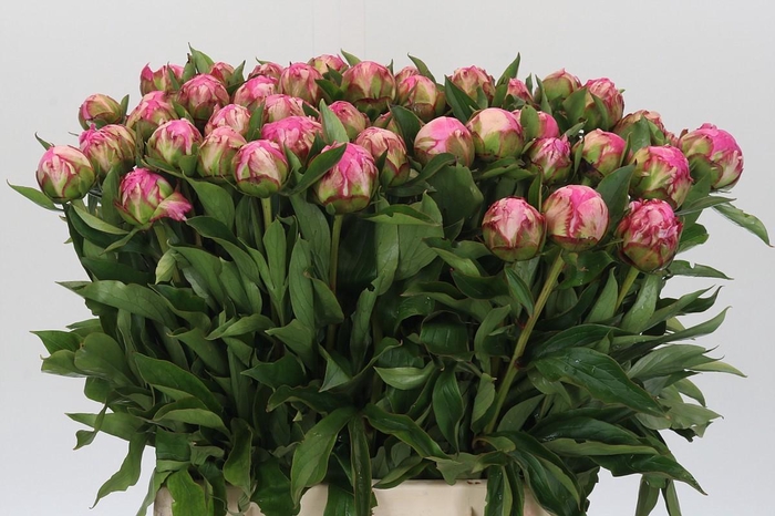<h4>Paeonia Dr A Fleming</h4>