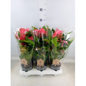 Anthurium  'FC Romantico'