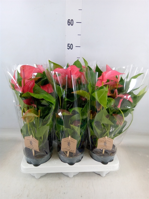 <h4>Anthurium  'FC Romantico'</h4>