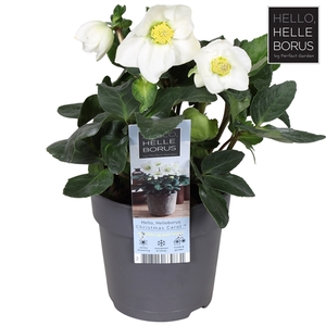 Helleborus niger 'Christmas Carol Early' XL P12