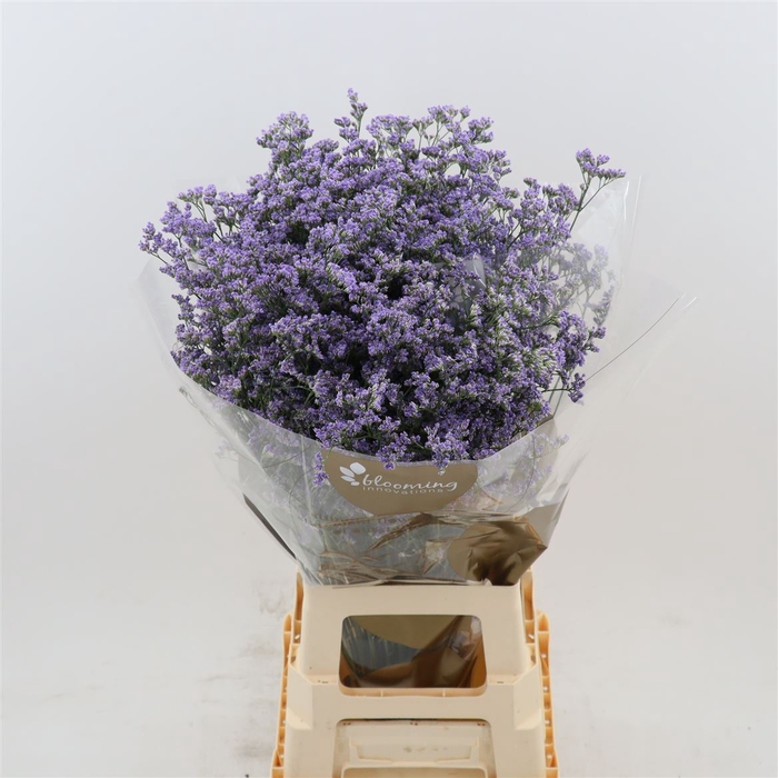 <h4>Limonium Maine Blue</h4>