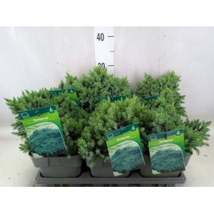 Juniperus squamata 'Blue Star'
