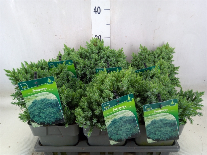 <h4>Juniperus squamata 'Blue Star'</h4>