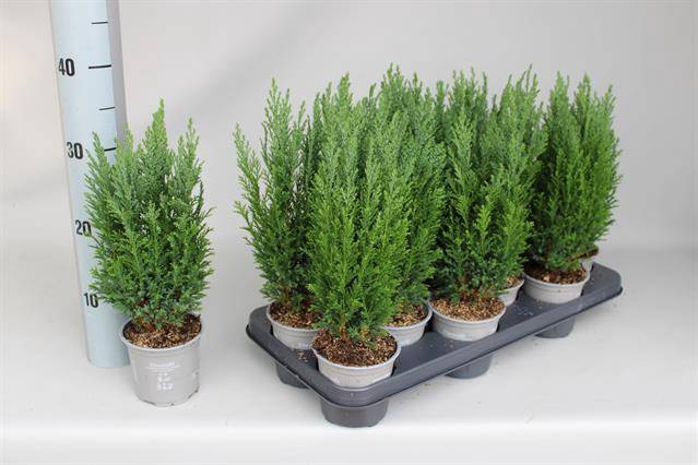 <h4>CHAMAECYPARIS LAWSONIANA ELLWOODII</h4>