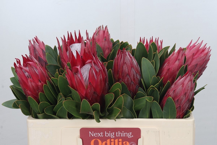 Protea Cynaroides Madiba