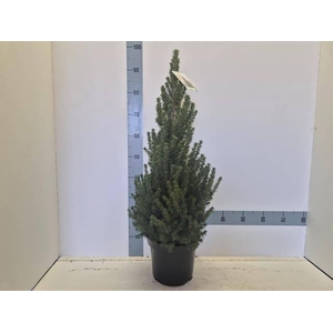 PICEA GL CONICA