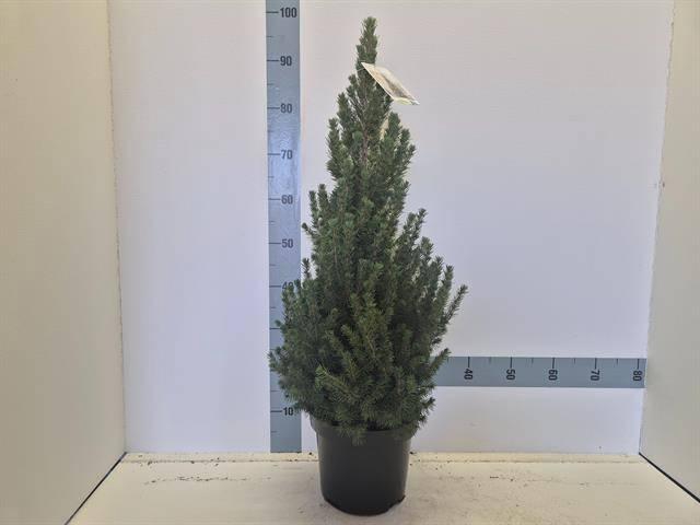<h4>PICEA GL CONICA</h4>