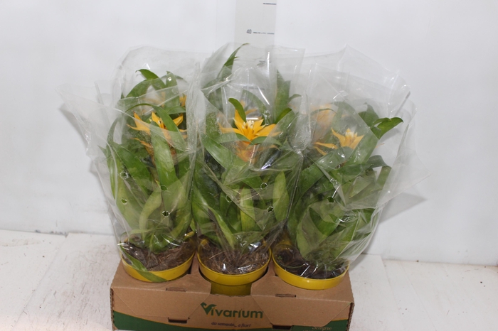 <h4>GUZM. AMARELA P12</h4>