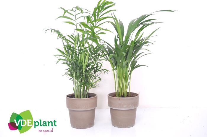 <h4>Ov Palmen Gemengd Keramiek Terracotta</h4>