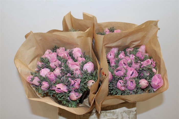 <h4>Anem Marianne Powder Pink</h4>