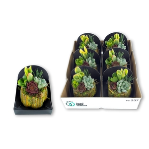 ARR SUCCULENTEN