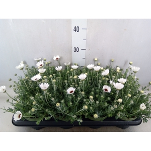 Rhodanthemum  'Casablanca'