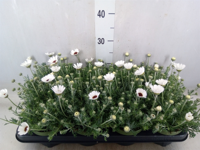 <h4>Rhodanthemum  'Casablanca'</h4>