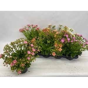 LEWI CO HAPPY CO GEM