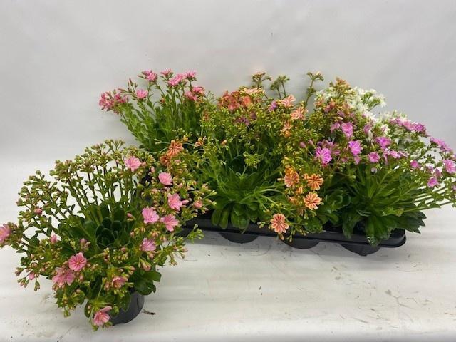 <h4>LEWI CO HAPPY CO GEM</h4>