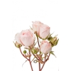 ROSA SPRAY STAR BLUSH 040 CM