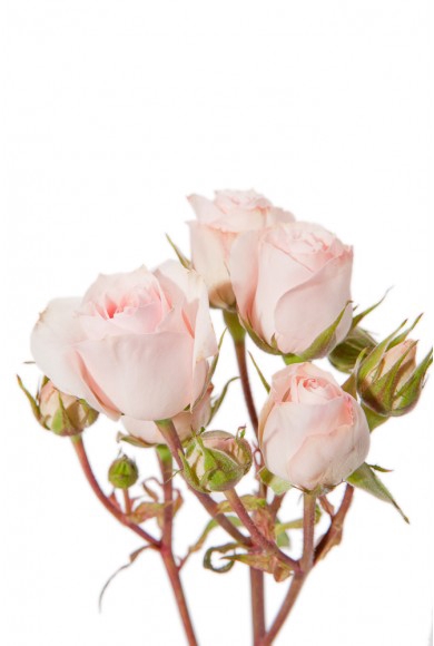 ROSA SPRAY STAR BLUSH 050 CM