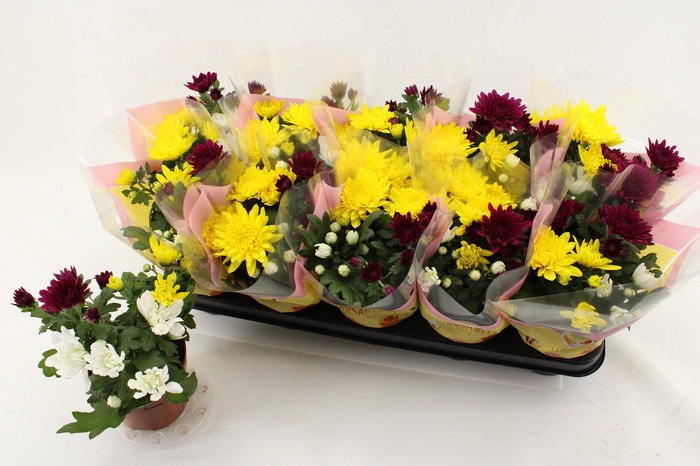 <h4>CHRYS GEM IN POT</h4>