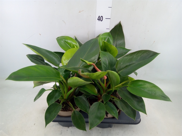 <h4>Philodendron  'Green Princess'</h4>