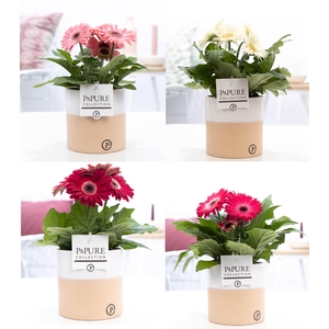 Gerbera gemengd 2+ in pot Pure Rosy keramiek